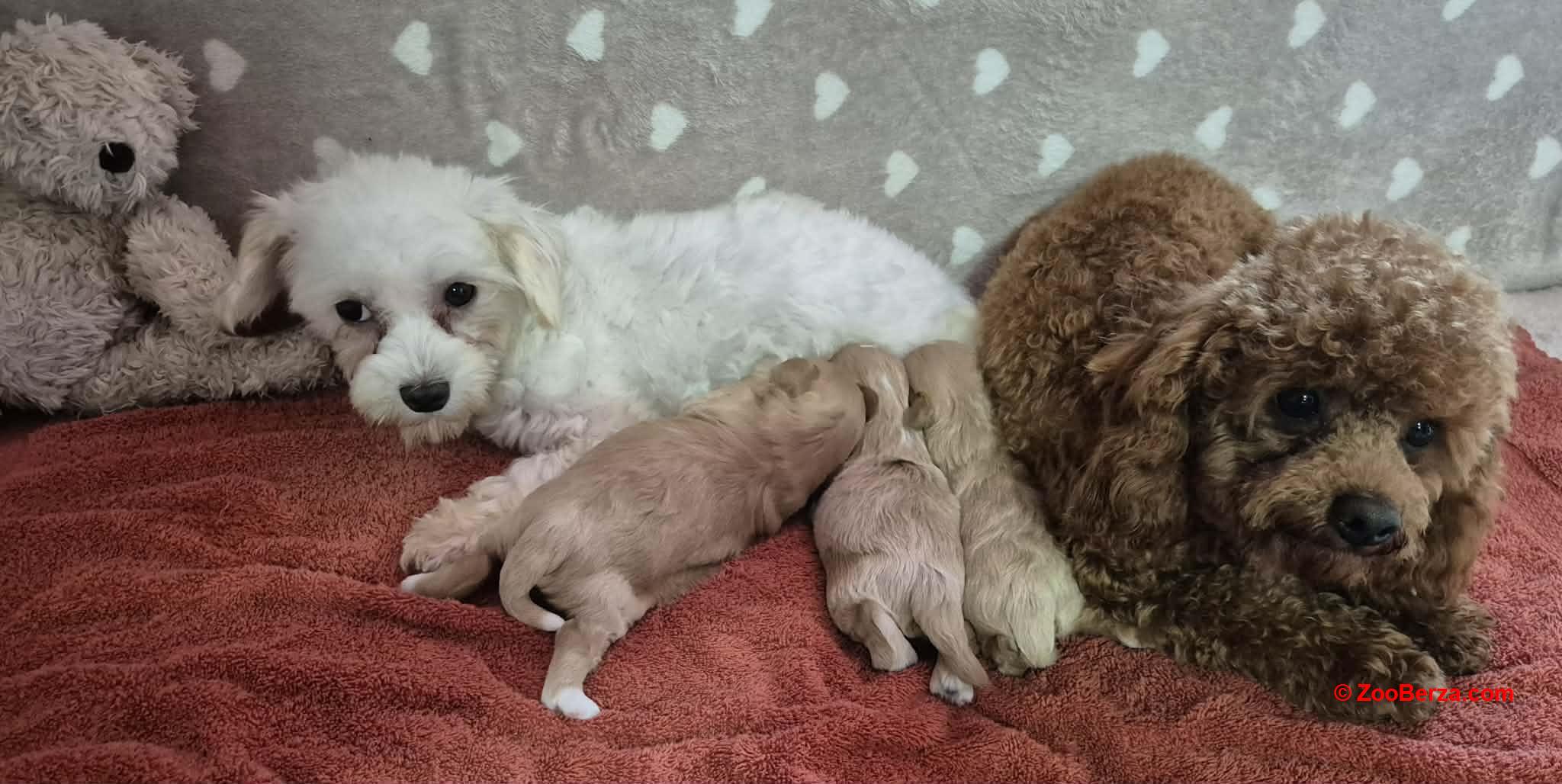 Maltipoo štenci