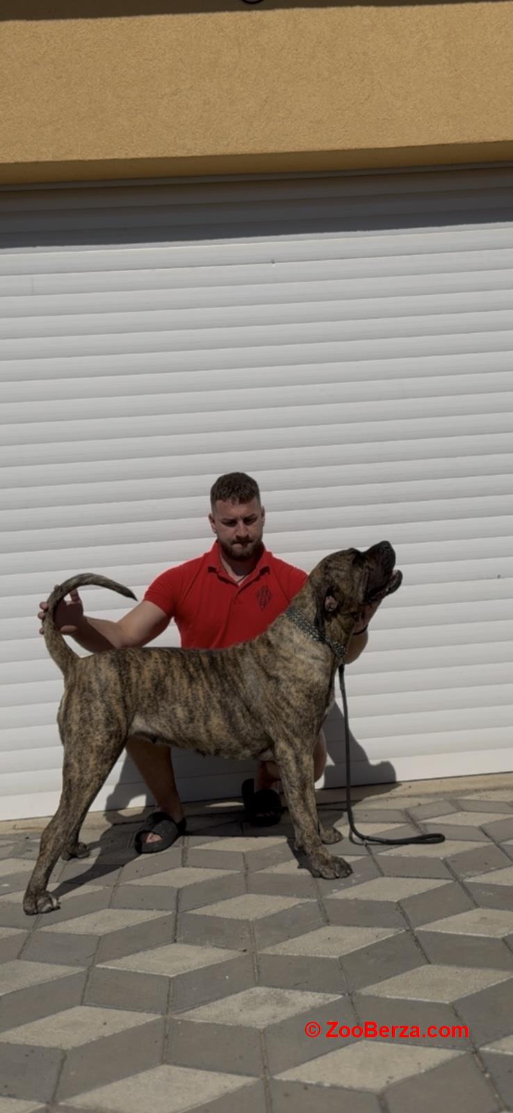 Presa Canario ženka