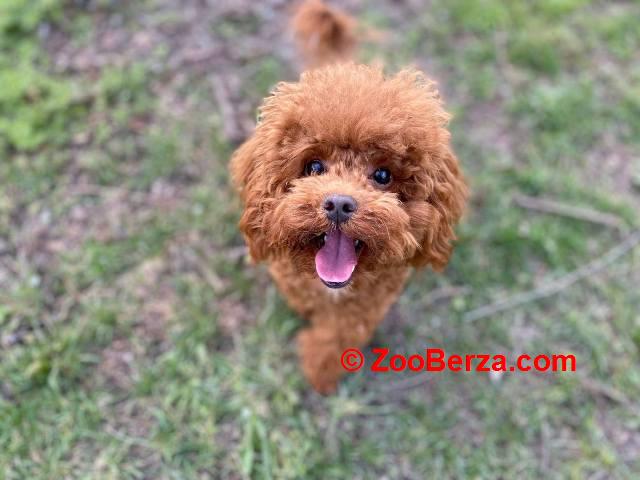 Patuljasta pudla, muško štene