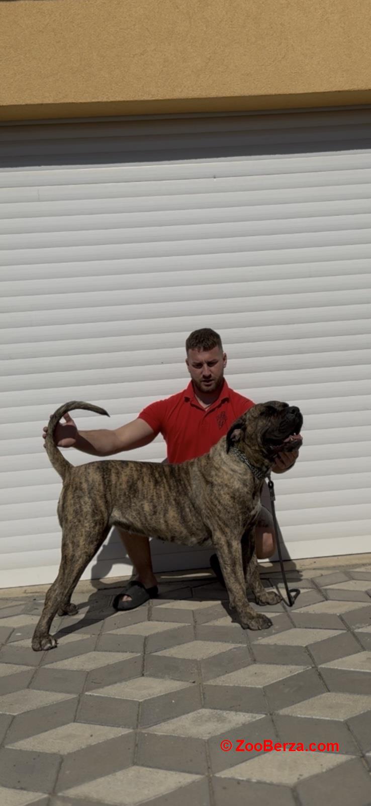 Presa Canario ženka