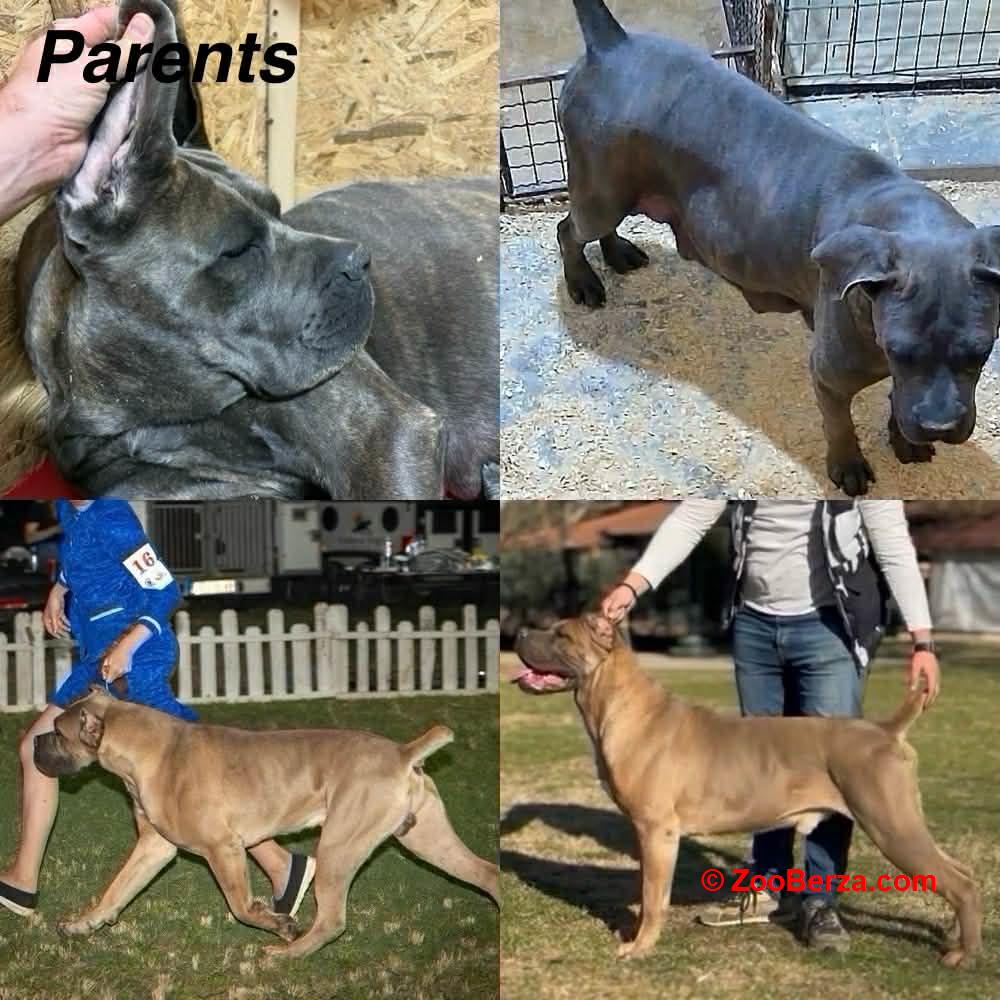 Cane Corso prelepi štenci