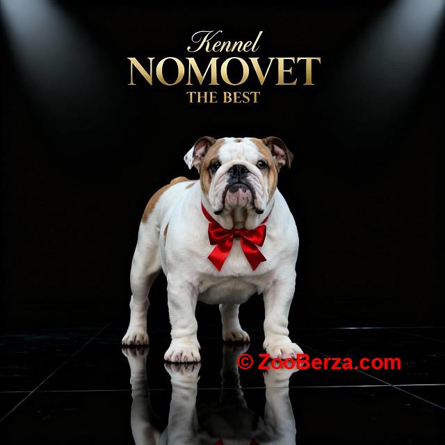 Engleski buldog vrhunski štenci