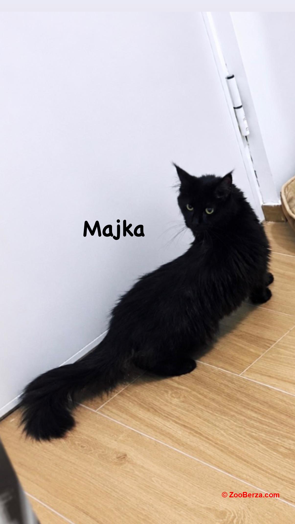 Maine coon