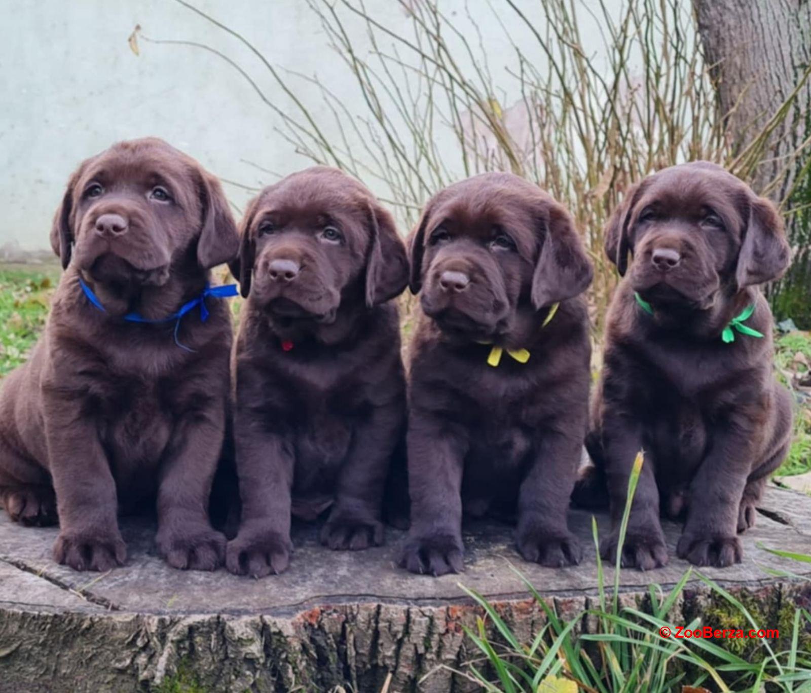 Labrador retriver čokoladni štenci