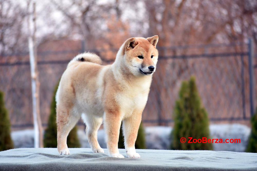 Shiba Inu 