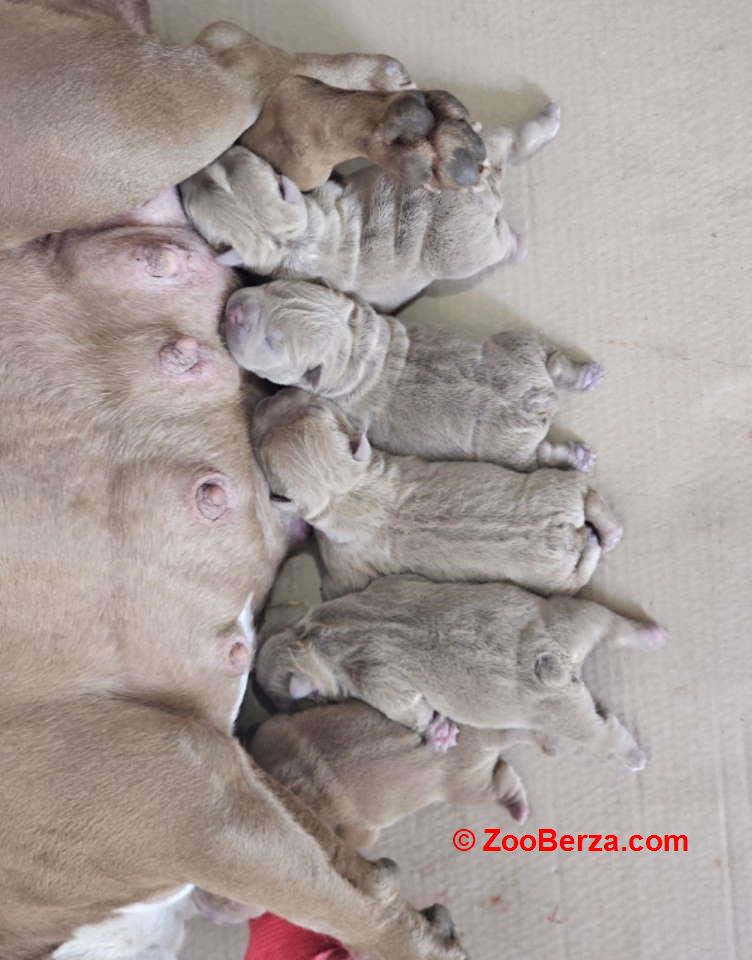 American Bully pocket i egzotic u lilac i coko boji 