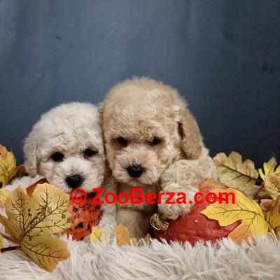 Maltipoo štenci, prelepe bebe 