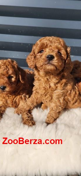 Crvene pudle, štenci