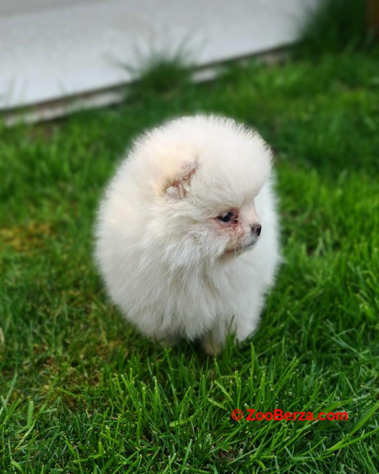 Pomeranski spic  