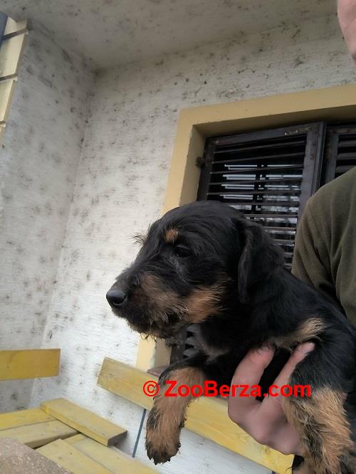 NLT - Nemački Lovni terijer 