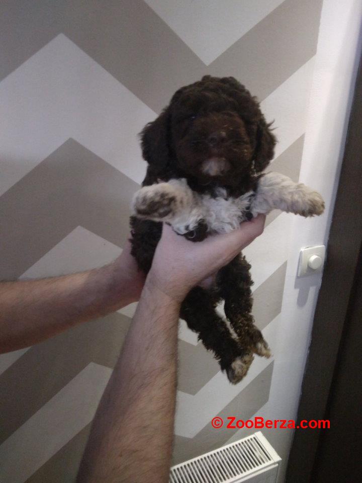 Stenci Lagotto Romagnolo  