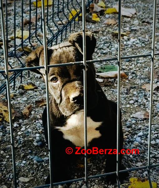 Cane corso, štene -dostava 