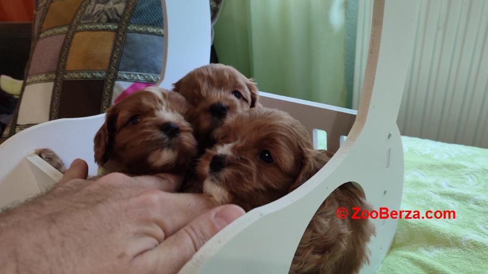 Cavapoo stenci 2025
