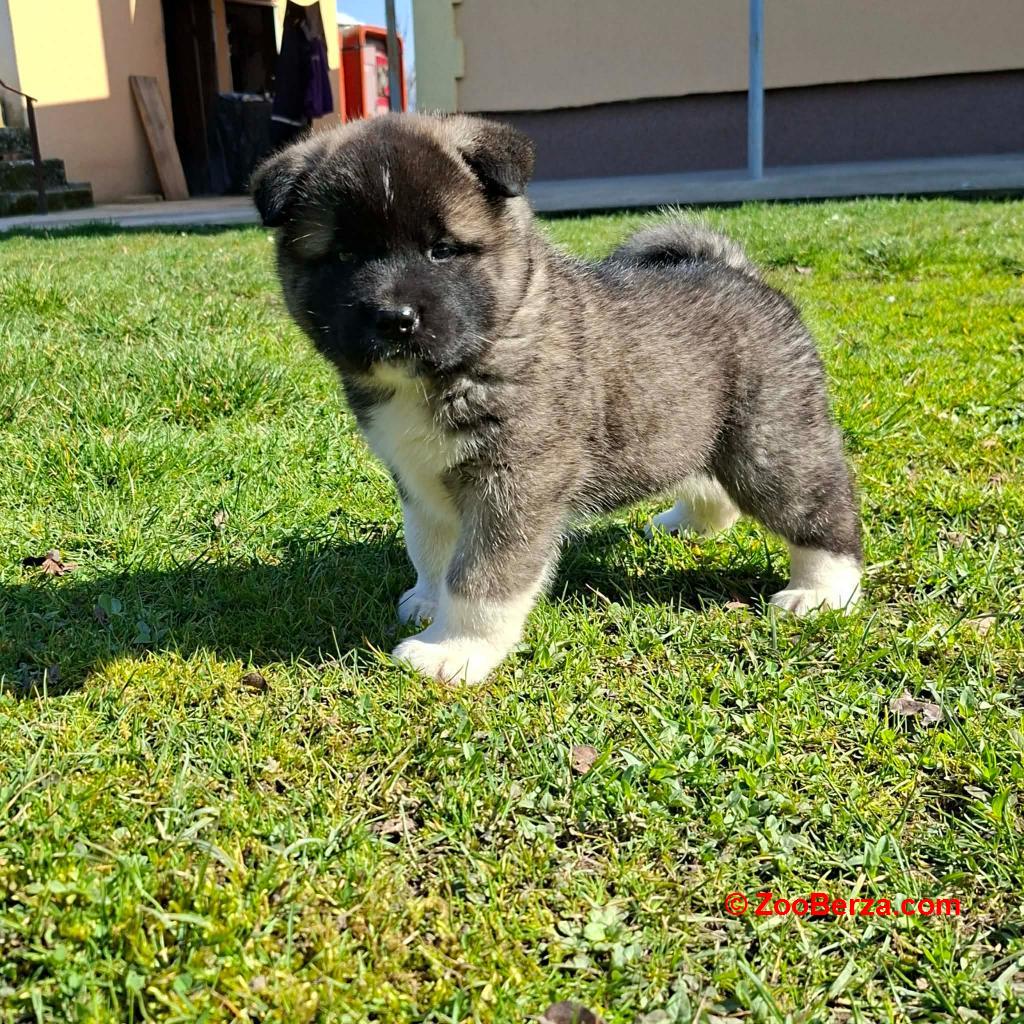 Americka Akita prelepi stenci