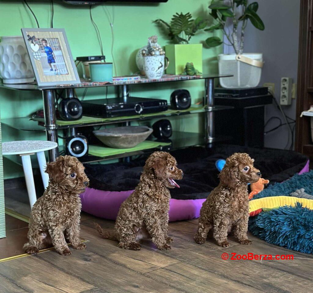 Toy Pudla kvalitetni štenci