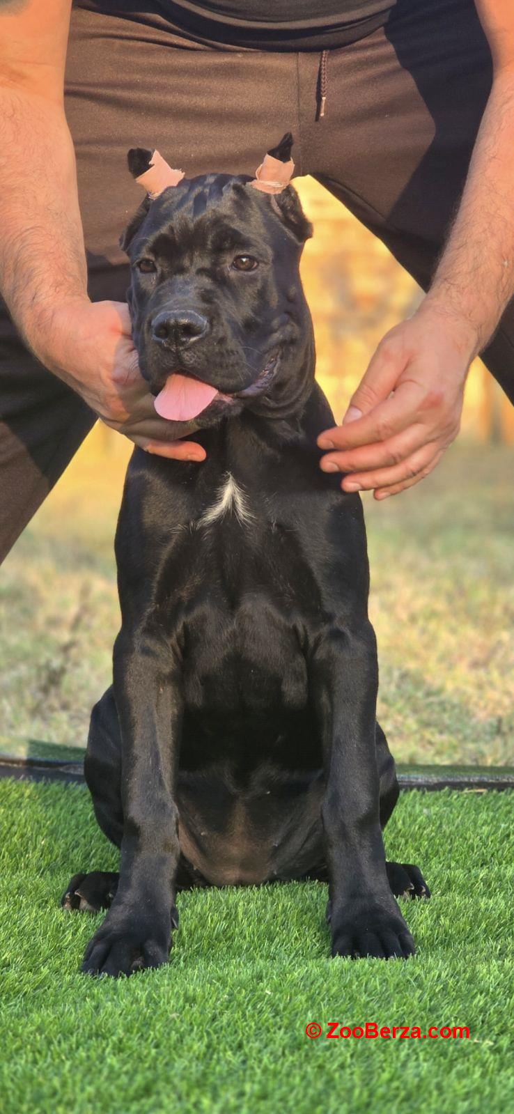 Cane Corso žensko štene
