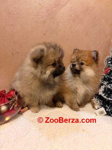 Pomeranski špic štenci oranž i beli