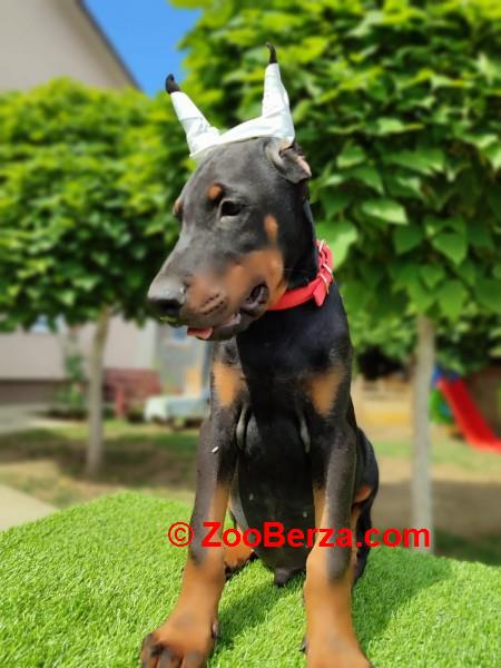Doberman mužijaci