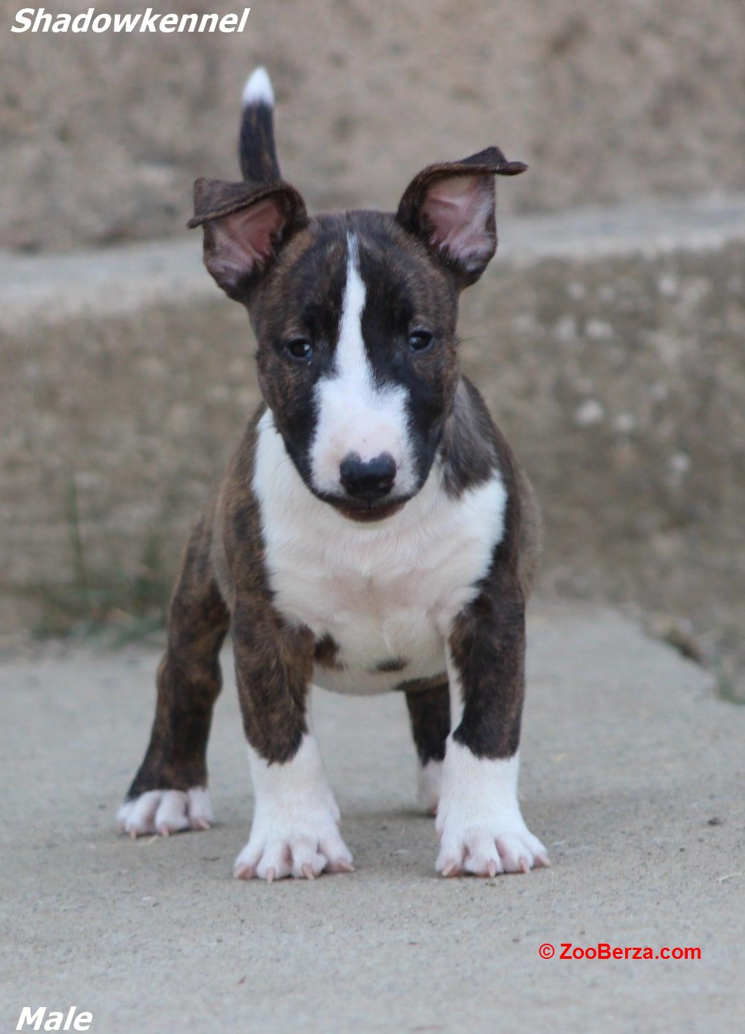 Mini Bull Terijer prelepi štenci