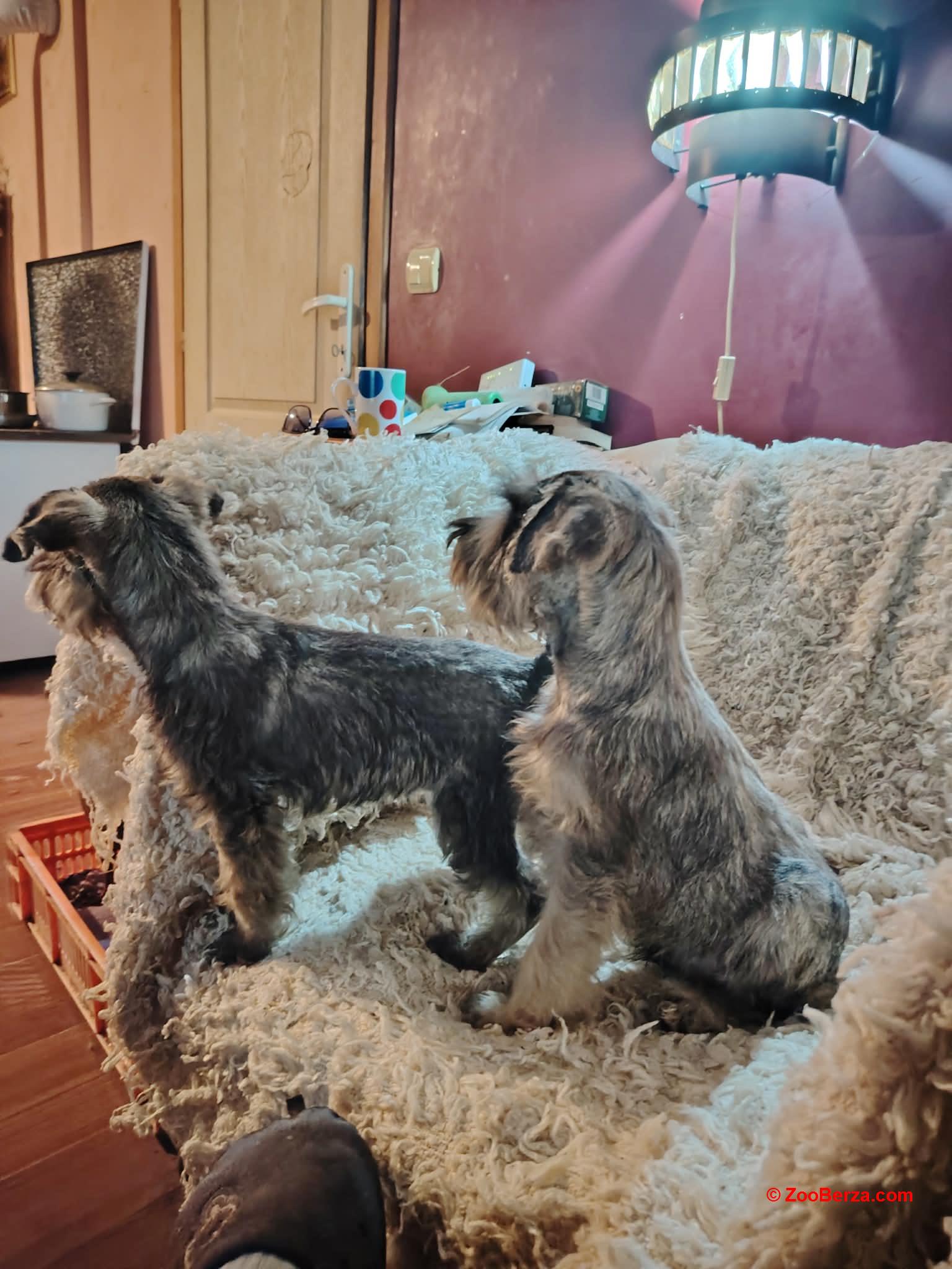 Štenci patuljastih šnaucera 