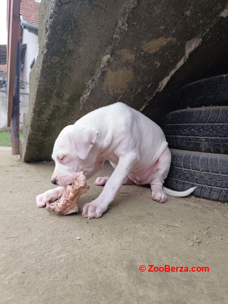 Dogo Argentino štenci