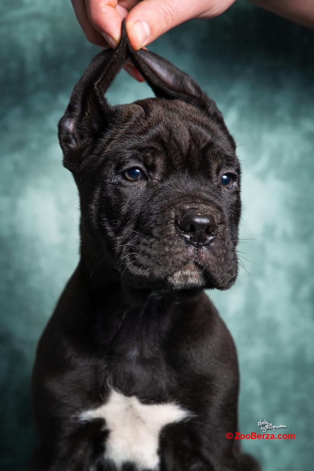 Cane Corso stenad