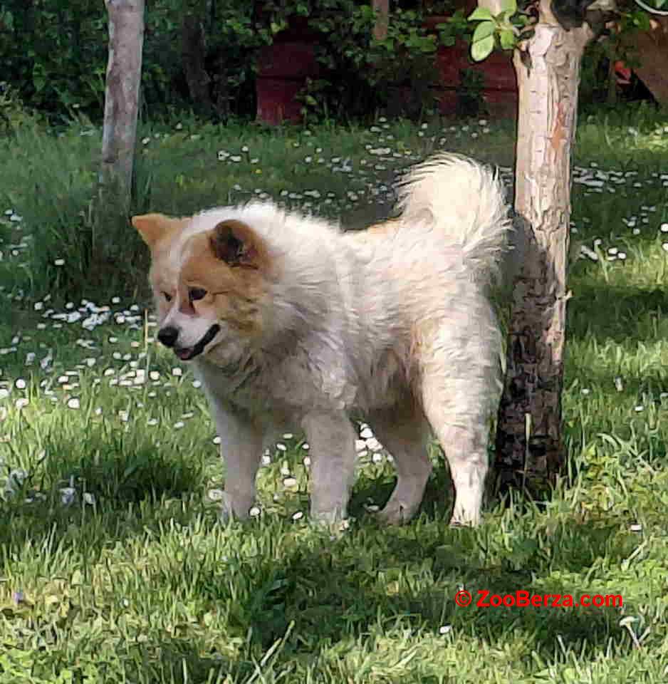 Poklon - Mešanac akita inu i samojeda, star 2 godine 