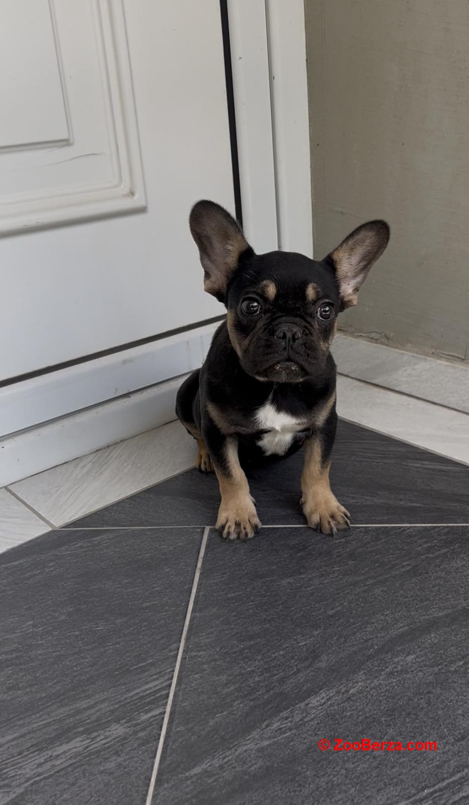 Francuski Buldog black & tan musko stene