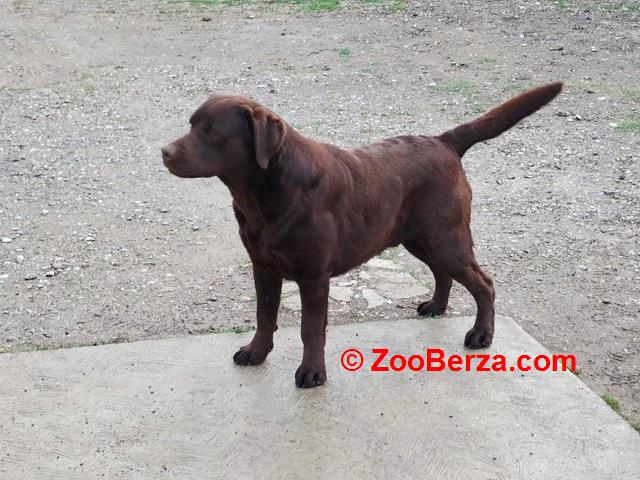 Labrador retriver 