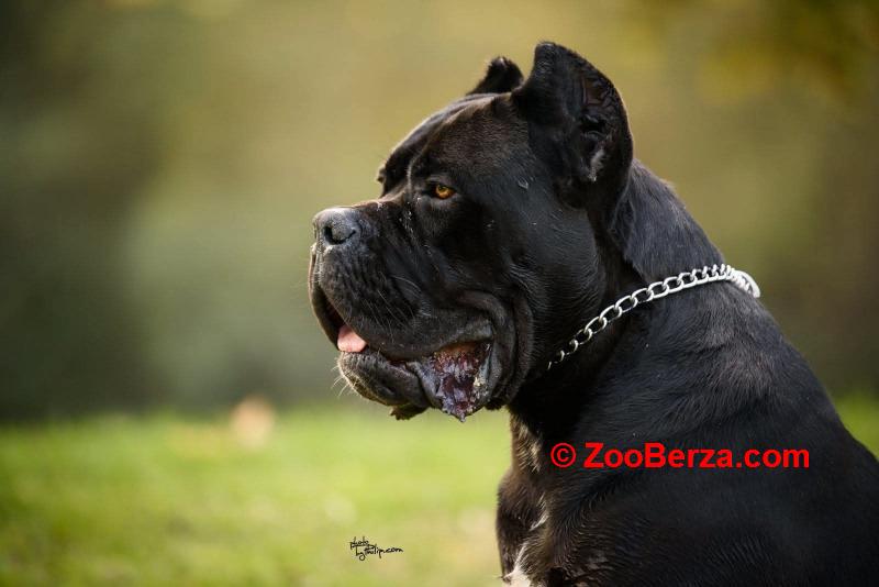 Cane Corso mužjak na prodaju