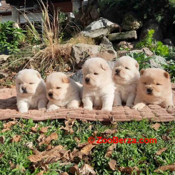 Chow chow -cau cau stenci