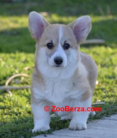 Velški Welski Korgi Corgi Pembrok