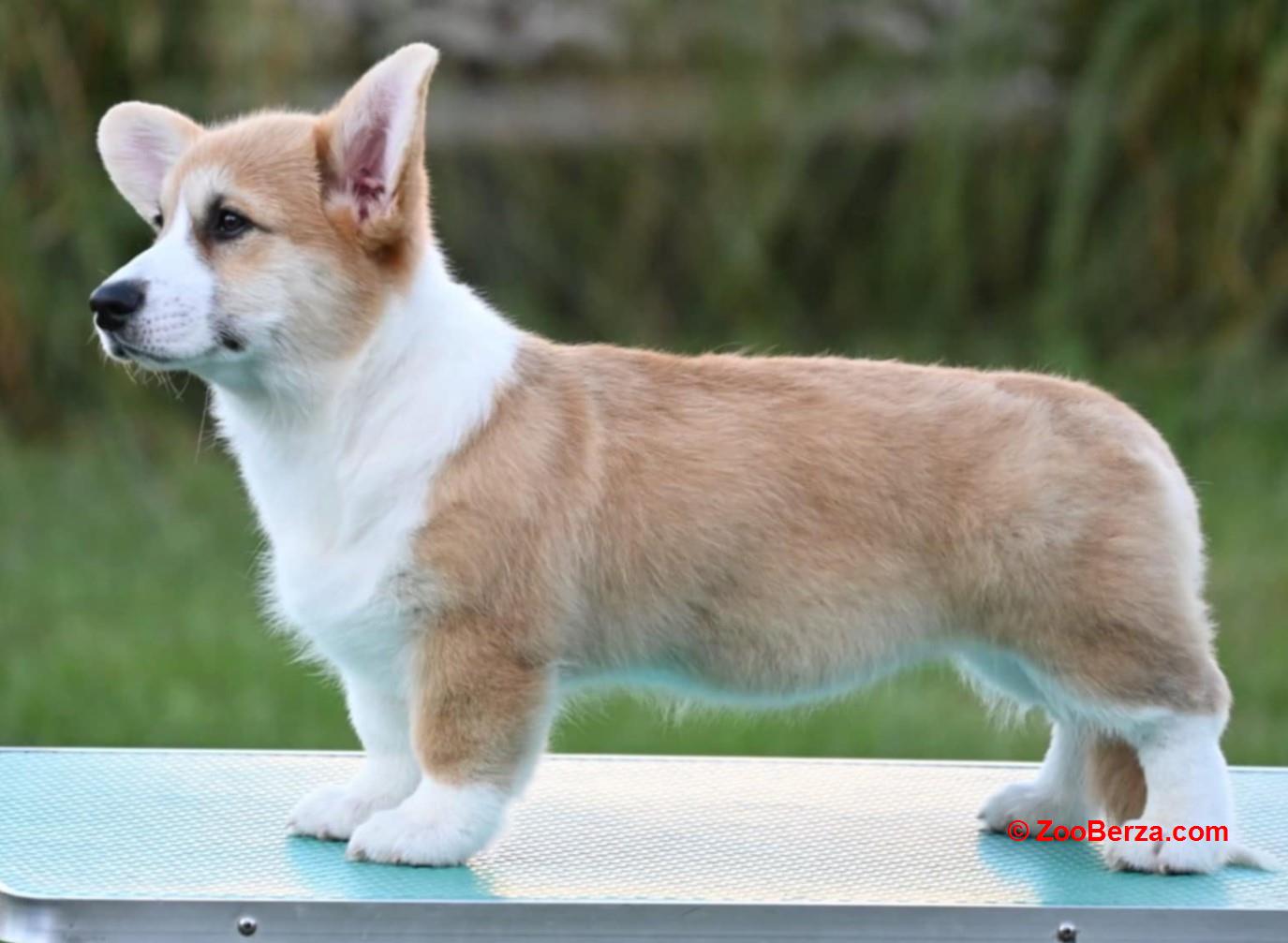 Velški korgi/Welsh Corgi Pembroke