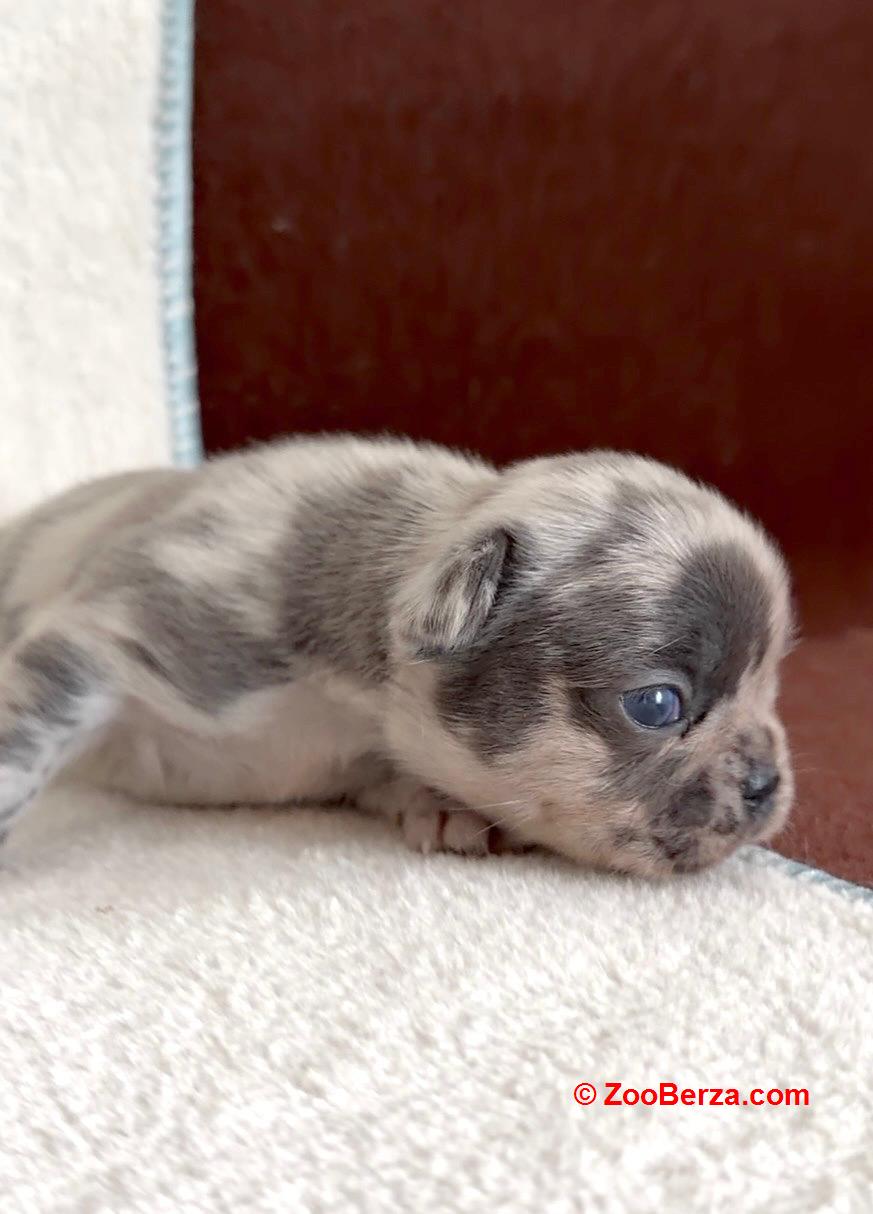 Francuski Buldog prelepi štenci