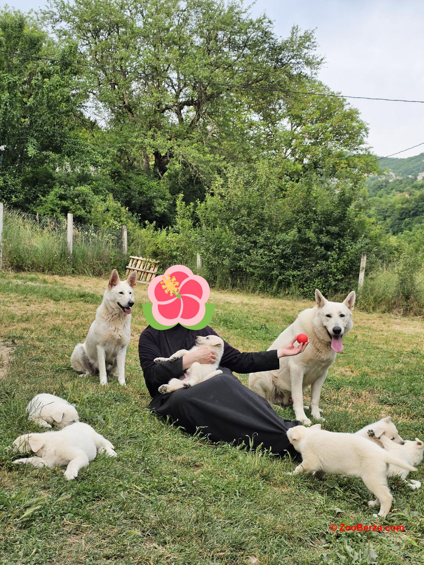 Beli švajcarski ovčar prelepi štenci