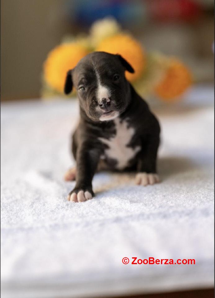 American pitbull terier 