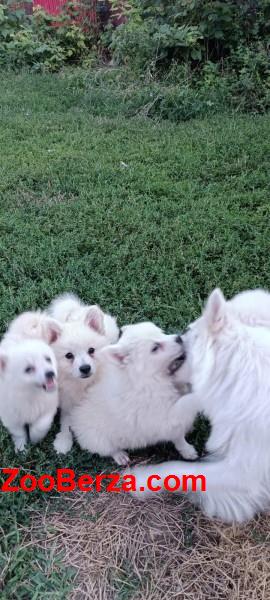 Nemački špic, prelepi beli štenci 