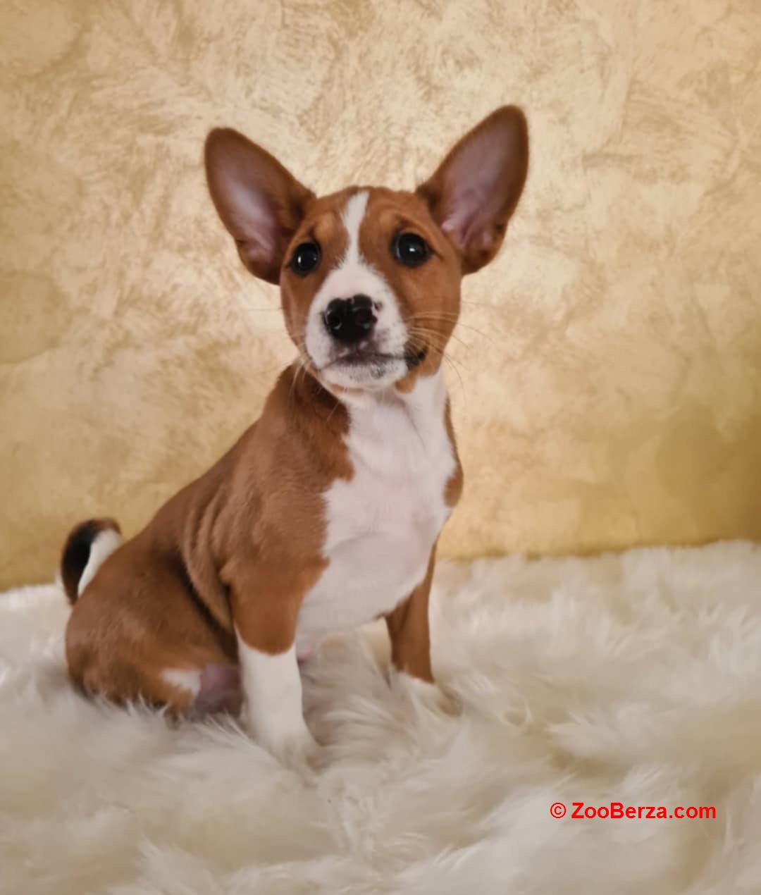 Basenji stenci