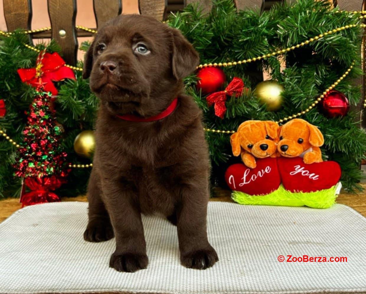 Labrador retriver čokoladni štenci na prodaju