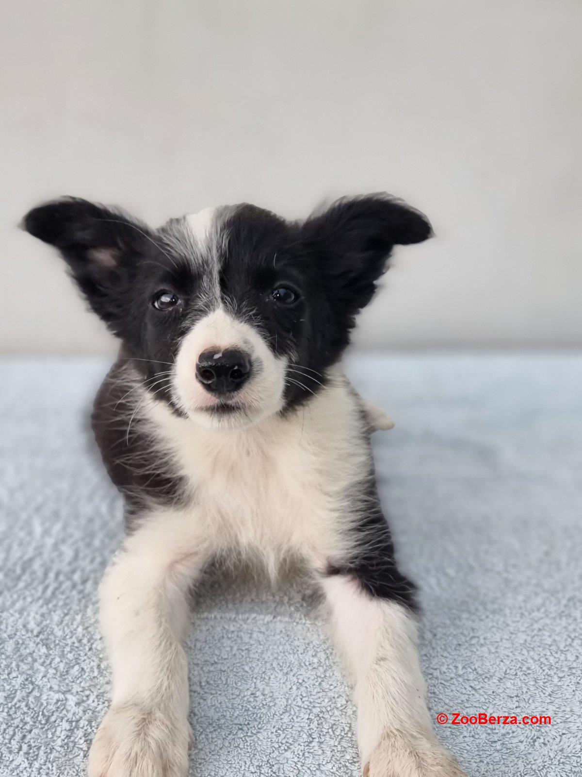 Border Collie štenci