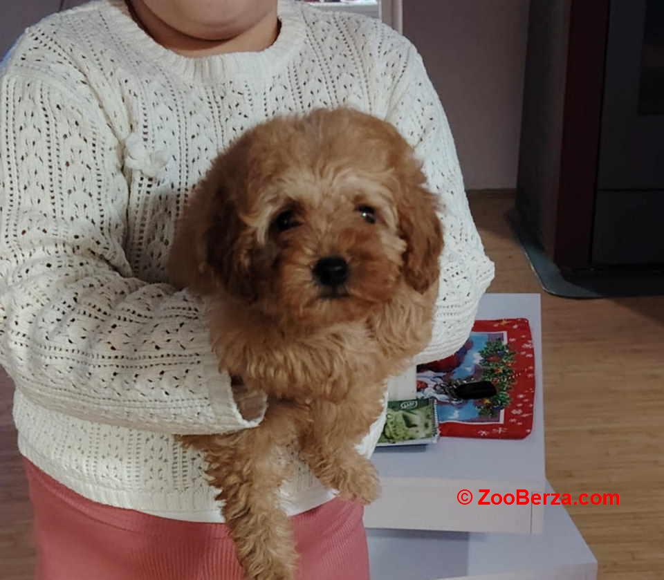 Na prodaju zenska dva steneta, patuljaste pudle, aprikot 