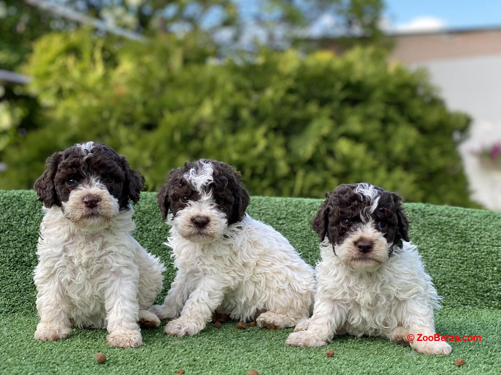 Lagoto Romanjolo štenci