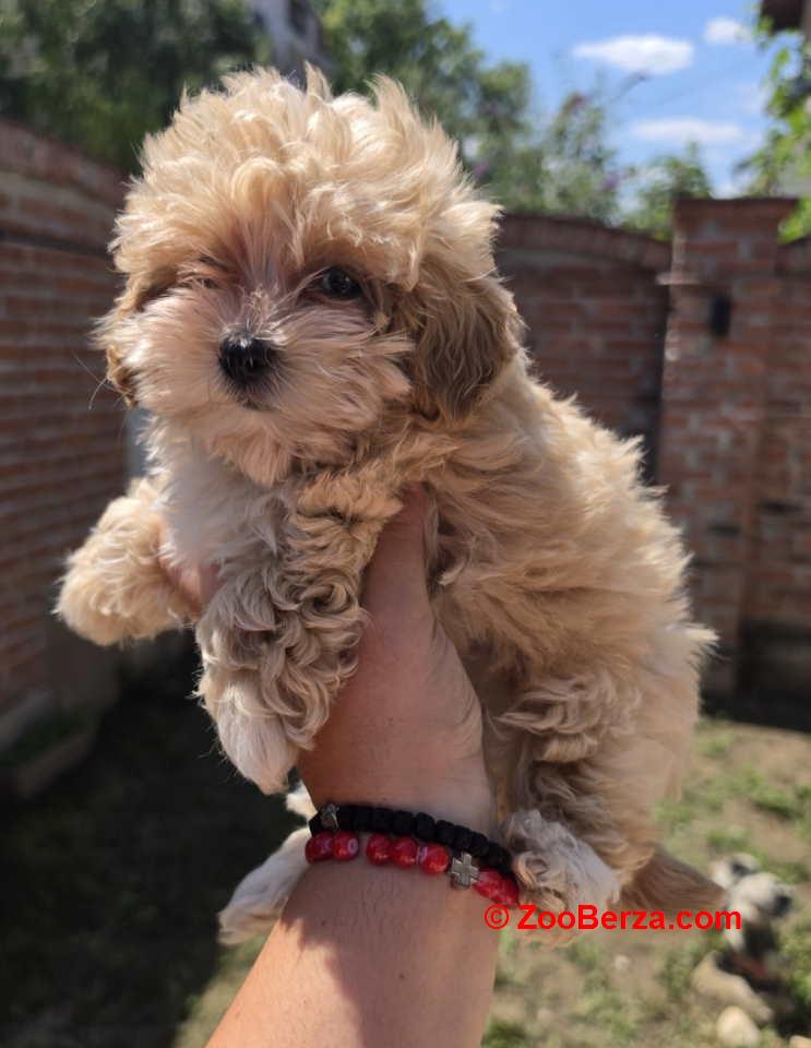 Maltipoo bebe  