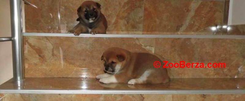 Shiba Inu, TOP štenci