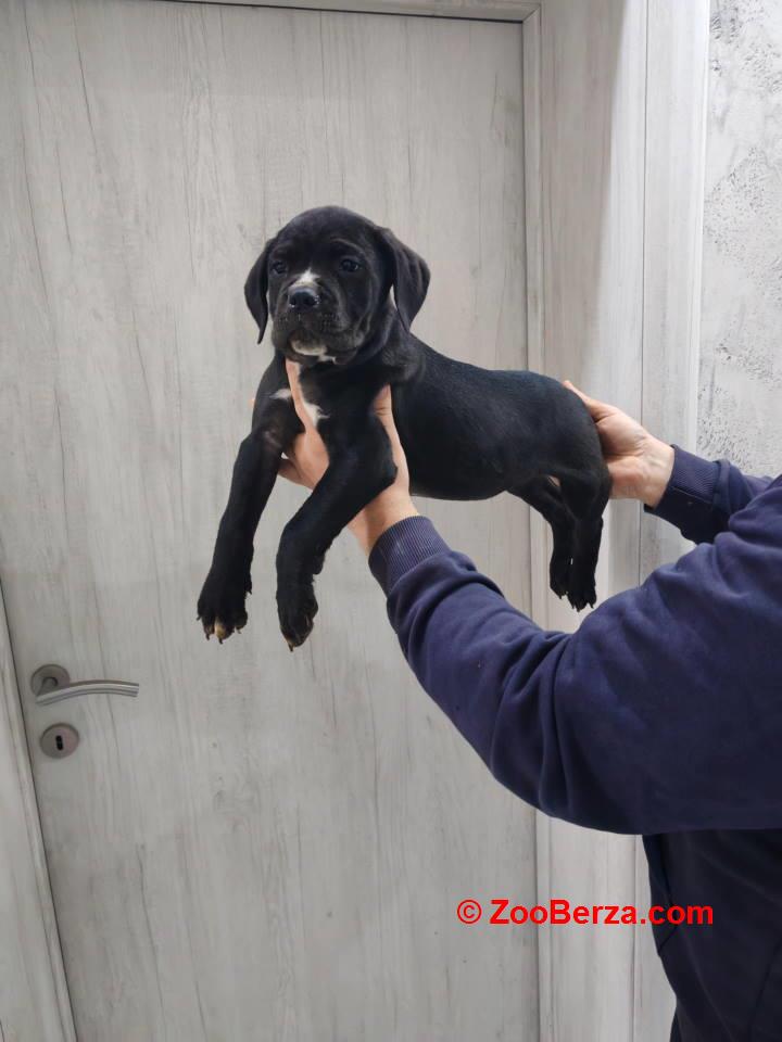 Na prodaju stenad Cane Corso 
