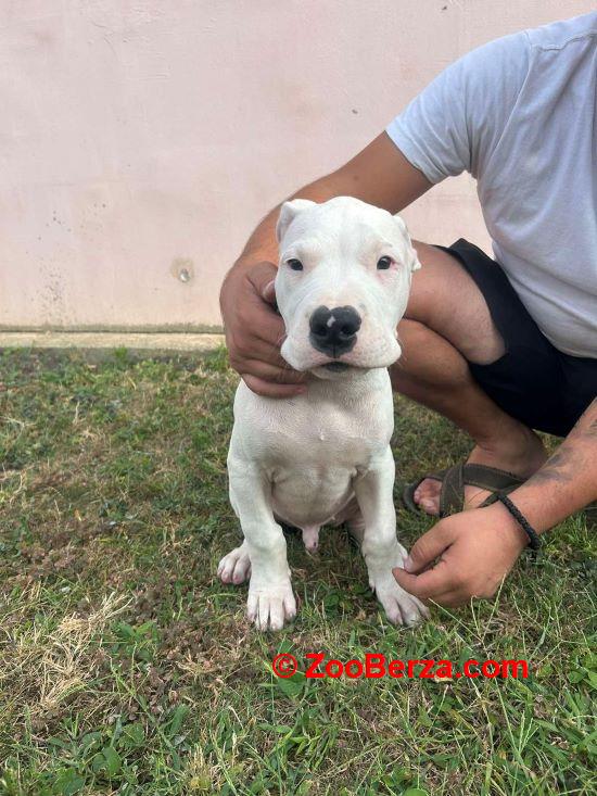 Dogo Argentino štenci