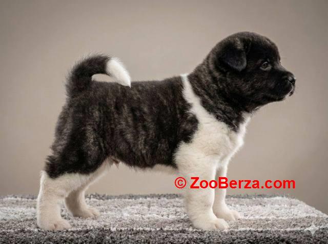 Američka Akita, izuzetni štenci