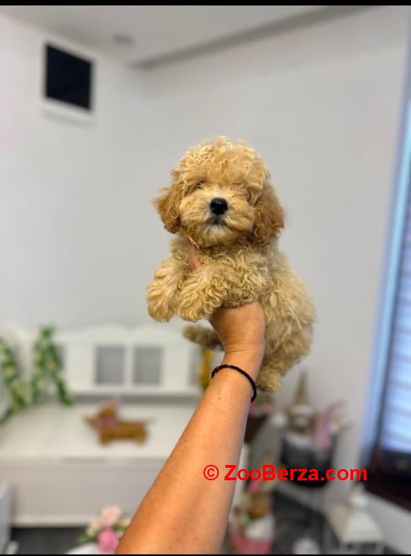Maltipoo vrhunske genetike