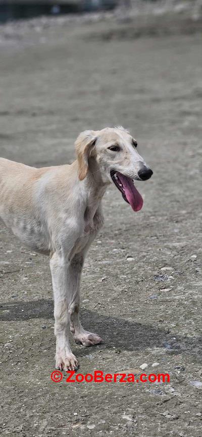 Persijski hrt SALUKI štenci 