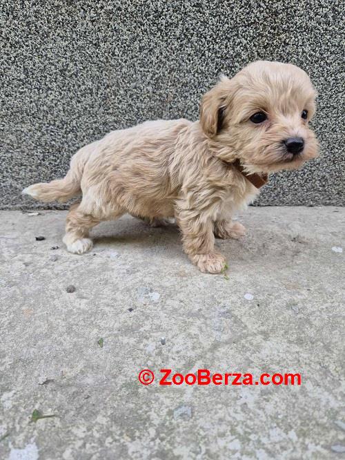 Mini maltipoo